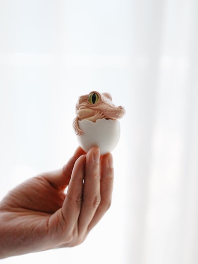 【搗搗蛋】鱷魚不倒蛋5