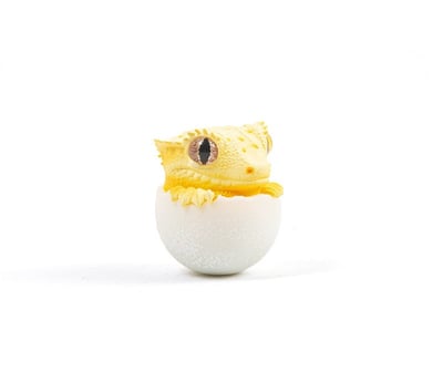 【搗搗蛋】守宮不倒蛋10