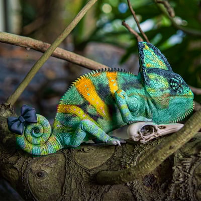 【模撈撈】 守宮白日夢系列 第二彈 《MOS魔斯的魔術夢》8