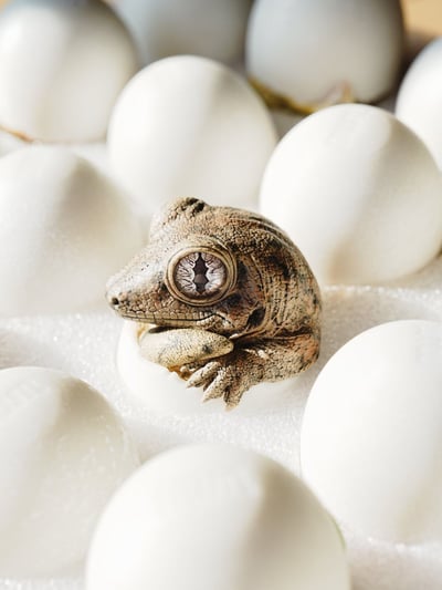 【搗搗蛋】守宮不倒蛋7