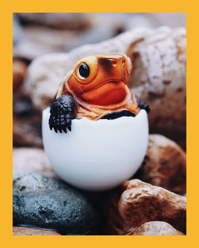 【搗搗蛋】陸龜不倒蛋1