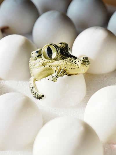 【搗搗蛋】鱷魚不倒蛋7