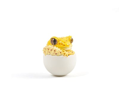 【搗搗蛋】守宮不倒蛋21