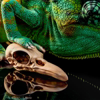 【模撈撈】 守宮白日夢系列 第二彈 《MOS魔斯的魔術夢》11