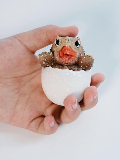 【搗搗蛋】陸龜不倒蛋3