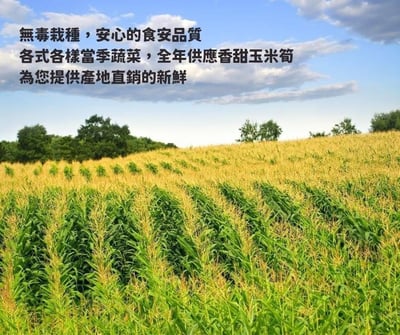 限定優惠｜無毒自然栽培 | 紅鬚玉米筍8斤 (加29元多2斤)4