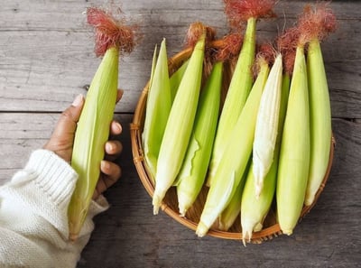 無毒自然栽培 | 紅鬚玉米筍8斤13