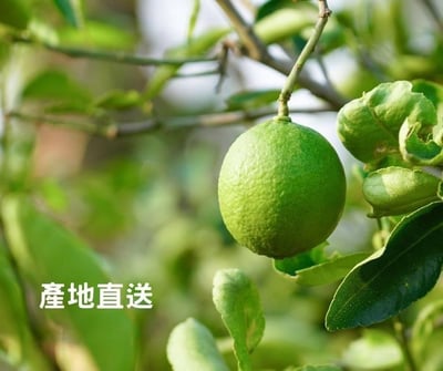 屏東長治100%檸檬/金桔冰角 2口味任選5