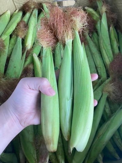 無毒自然栽培 | 紅鬚玉米筍8斤11