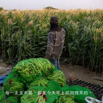 限定優惠｜無毒自然栽培 | 紅鬚玉米筍8斤 (加29元多2斤)9