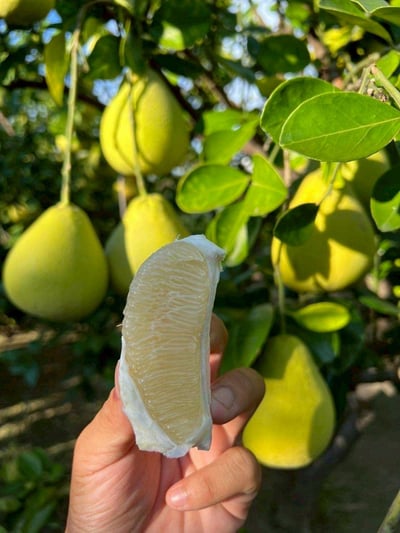 台南麻豆文旦禮盒，限量免運價（6kg／箱）6