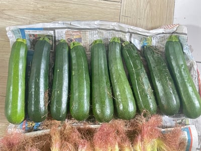 【台灣特選】清爽嫩綠櫛瓜(節瓜) 5斤/箱7