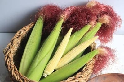 無毒自然栽培 | 紅鬚玉米筍8斤14