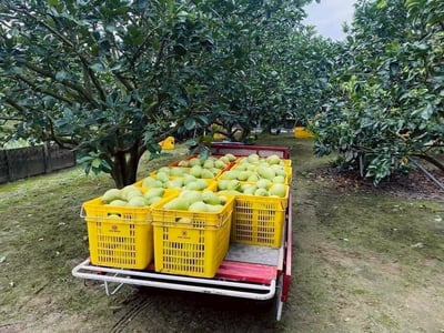 台南麻豆文旦禮盒，限量免運價（6kg／箱）10