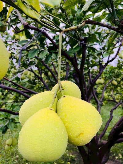 台南麻豆文旦禮盒，限量免運價（6kg／箱）5