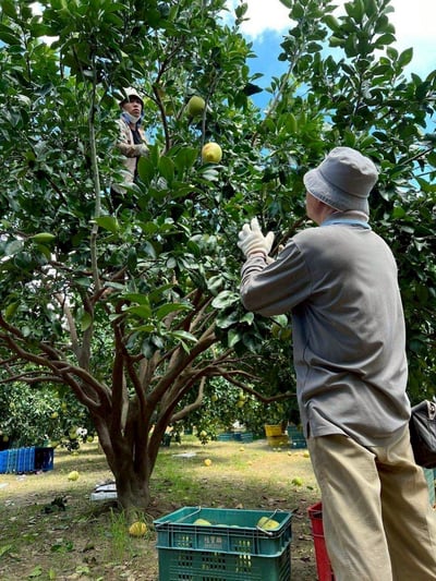 台南麻豆文旦禮盒，限量免運價（6kg／箱）9
