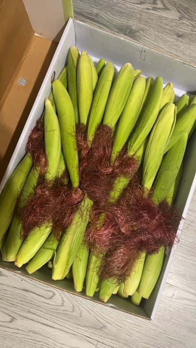 無毒自然栽培 | 紅鬚玉米筍8斤6