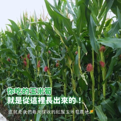 限定優惠｜無毒自然栽培 | 紅鬚玉米筍8斤 (加29元多2斤)10