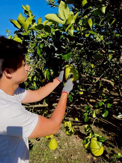 台南麻豆文旦禮盒，限量免運價（6kg／箱）7