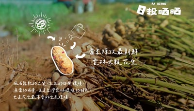 【日投晒晒】雲林在地炒花生 限量僅此一組｜中元普渡老饕終極組8