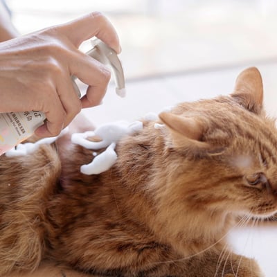 益菌革命｜TRIPLE PROBIO 貓咪乾洗抗菌慕斯 150ml2