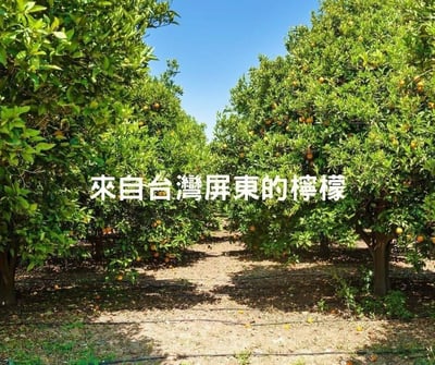 屏東長治100%檸檬/金桔冰角 2口味任選7