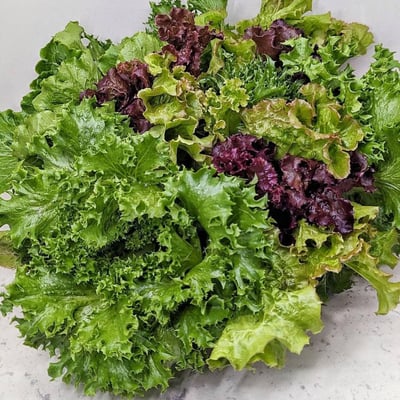 歐式綜合生菜10包組 (230g±5g/包)2