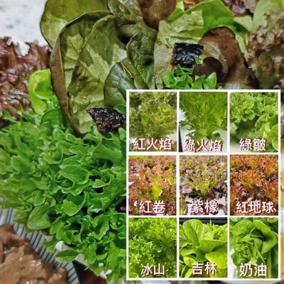 歐式綜合生菜10包組 (230g±5g/包)4