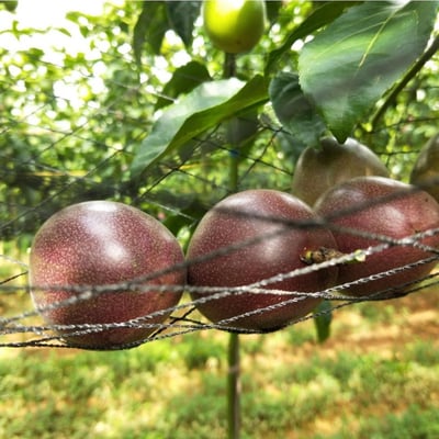 埔里香甜百香果 精選大果5斤禮盒(40顆±10%)2