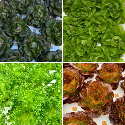 歐式綜合生菜6包組 (230g±5g/包)3