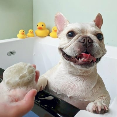 自然覺醒 Pet Wash 寵物洗毛皂11號2