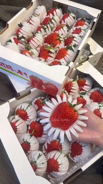 日本德島〔勝占/眉山〕糖蜜草莓15