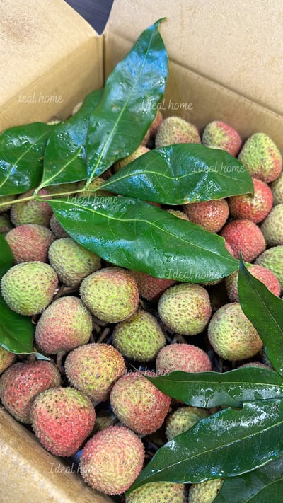 頂級玉荷包荔枝禮盒12