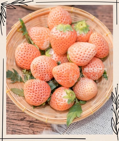 日本淡雪草莓「預購商品排單出貨」3