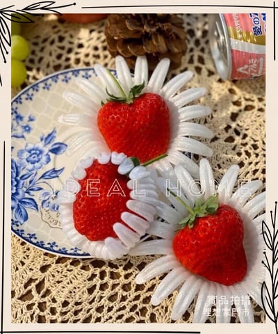 日本糖蜜菊池黑盒「預購排單出貨」5