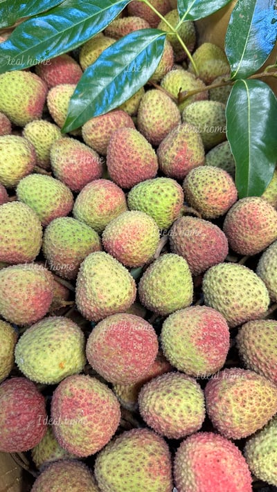 頂級玉荷包荔枝禮盒6