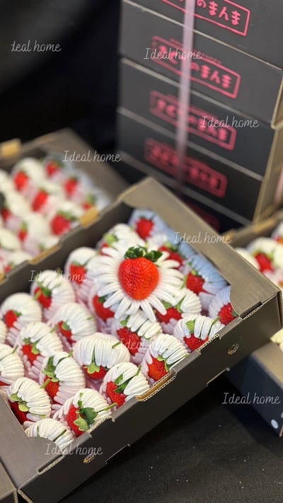 日本糖蜜菊池黑盒「預購排單出貨」3