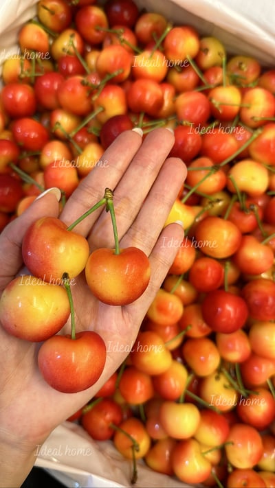 華盛頓白櫻桃〔紅+白雙拼櫻桃〕4