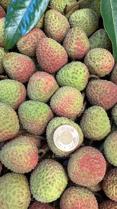 頂級玉荷包荔枝禮盒3