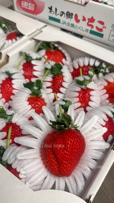 日本德島〔勝占/眉山〕糖蜜草莓3