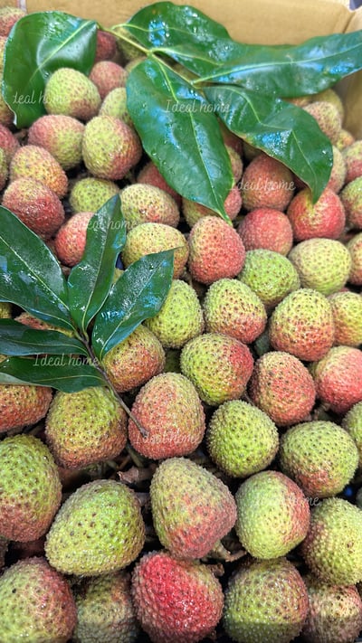 頂級玉荷包荔枝禮盒13