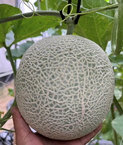日本溫室哈密瓜12