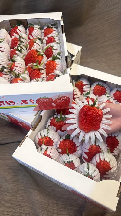 日本德島〔勝占/眉山〕糖蜜草莓10