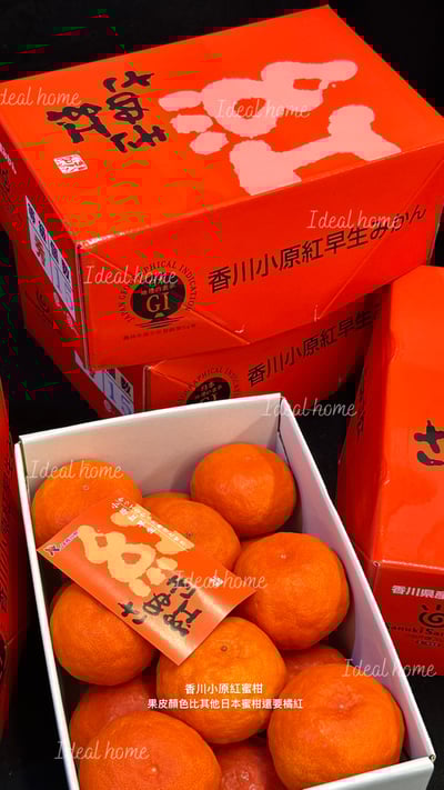 日本香川小原紅蜜柑2