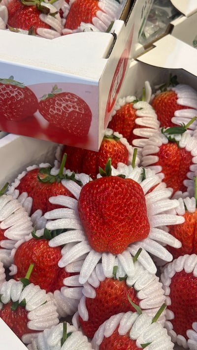 日本德島〔勝占/眉山〕糖蜜草莓7