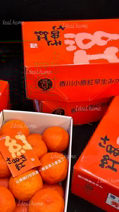 日本香川小原紅蜜柑3