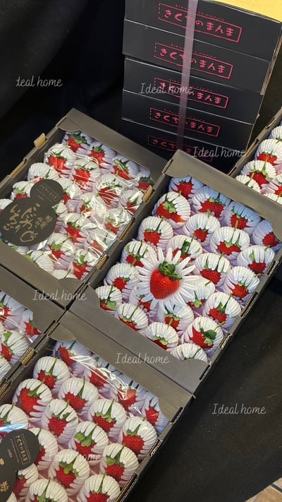 日本糖蜜菊池黑盒「預購排單出貨」8