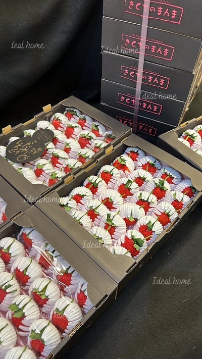 日本糖蜜菊池黑盒「預購排單出貨」9