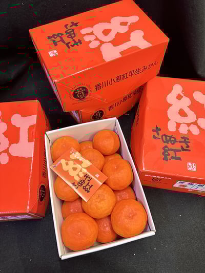 日本香川小原紅蜜柑1