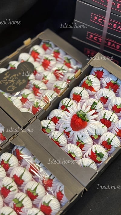 日本糖蜜菊池黑盒「預購排單出貨」7